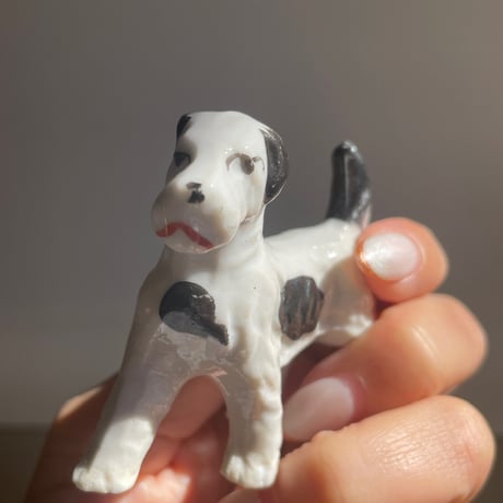 Mini dog white×black