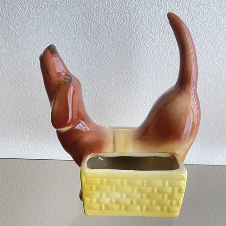 Dachshund