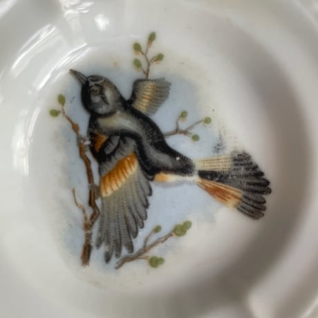 Ashtray bird