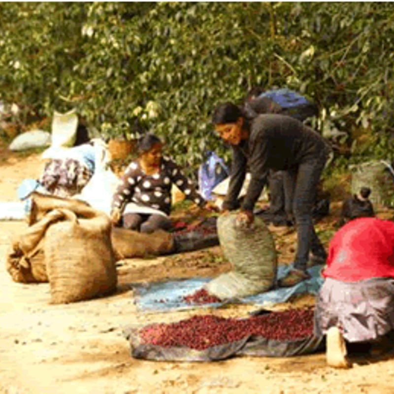 エルサルバドル サンホセ | MounTown Coffee Roasters