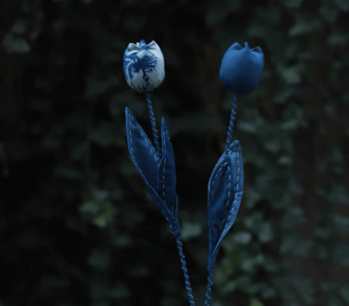 題名　チューリップ カラーメゾチント 題名チューリップ カラーメゾチント