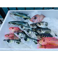 【代表佐保が厳選！】旬のお魚大漁セット