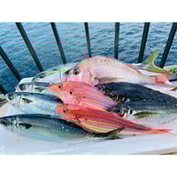 【代表佐保が厳選！】旬のお魚充実セット