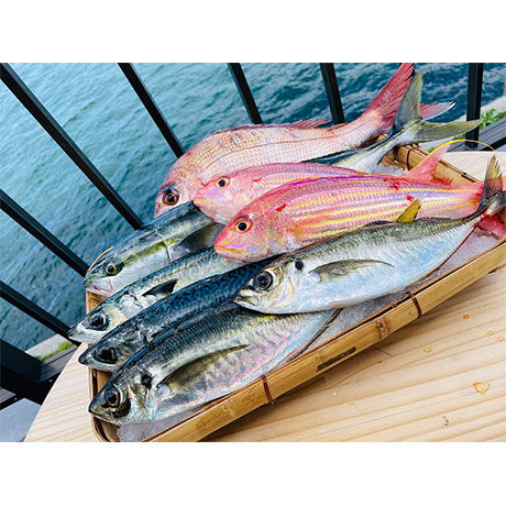 【代表佐保が厳選！旬のお魚セット】