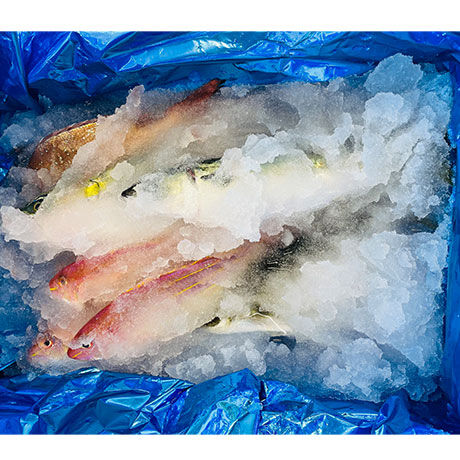 【代表佐保が厳選！旬のお魚セット】