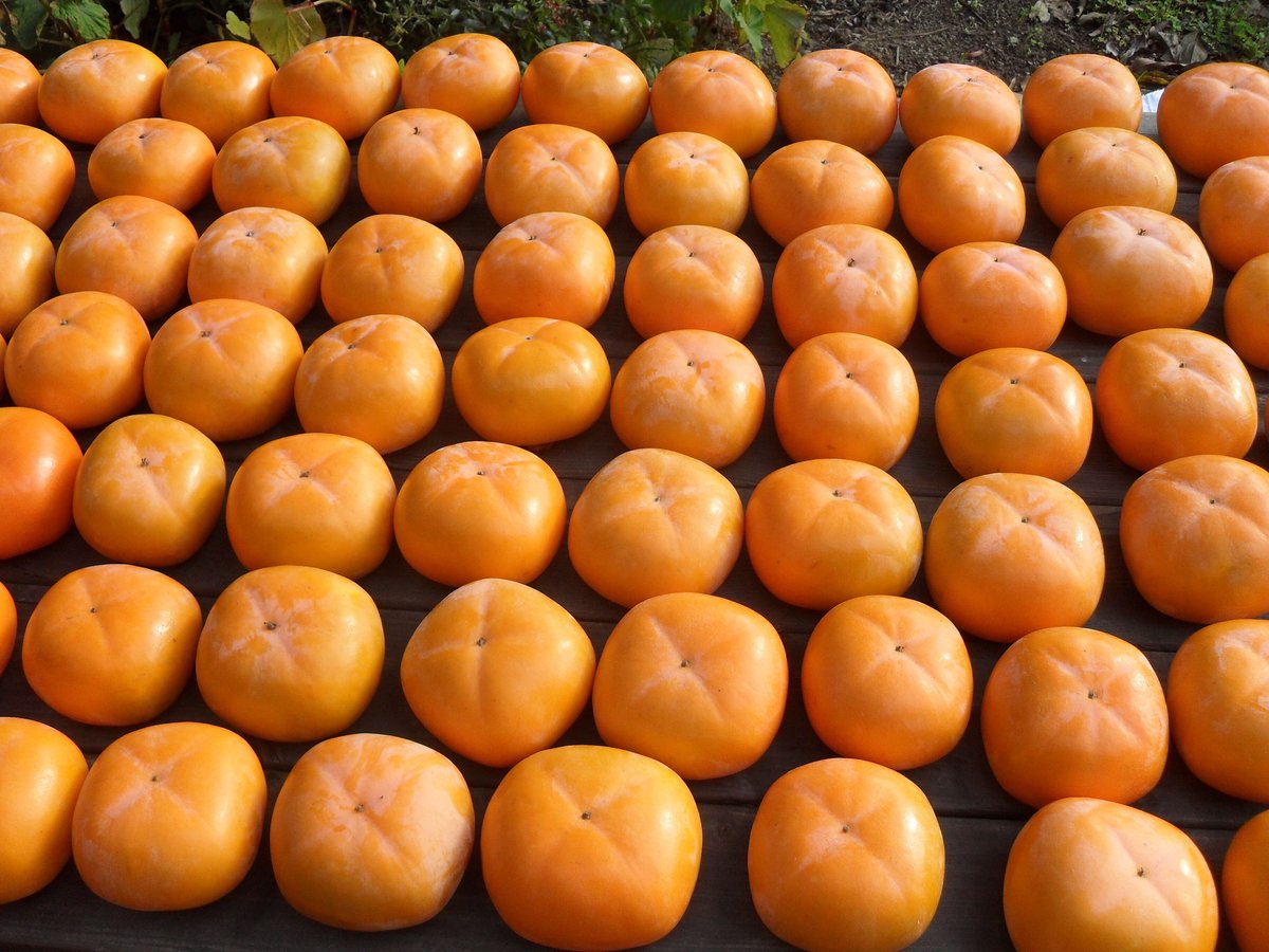 おけさ柿って？ | むぎとお米と柿農家 伝右ェ門