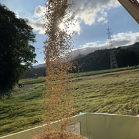伝右ェ門のコシヒカリとは？