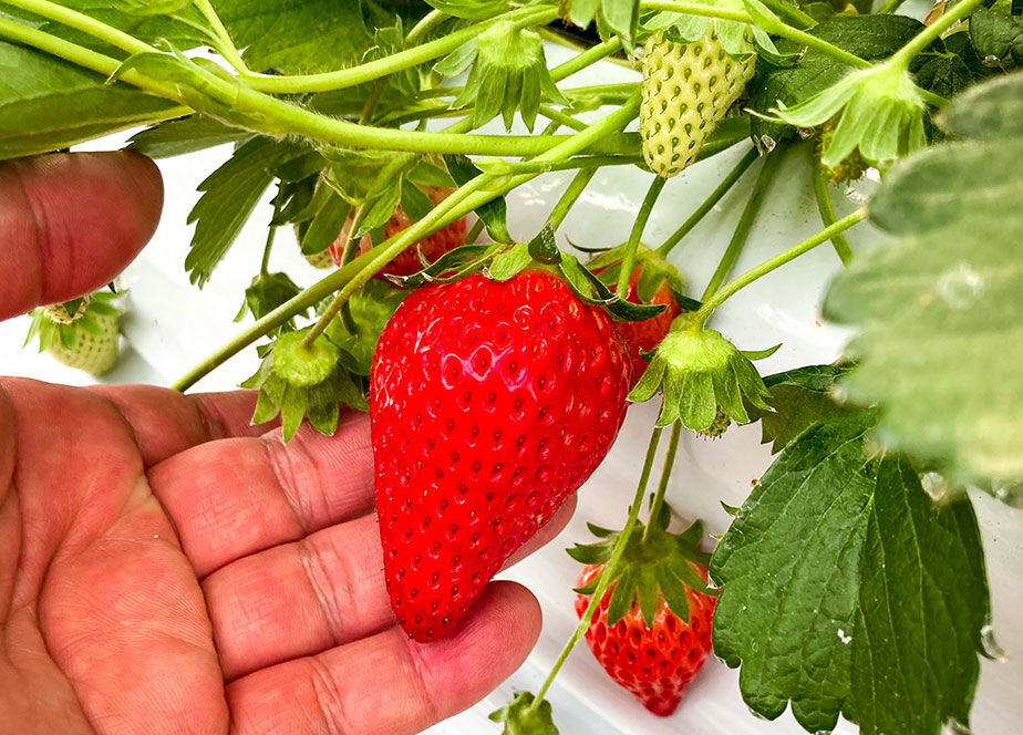 プレミアいちご 15個入り 紅ほっぺ 1箱 | 2525ichigo