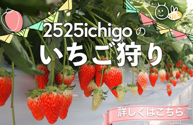 2525ichigo