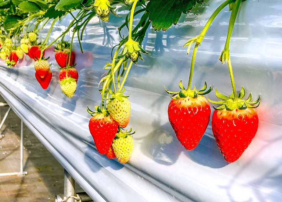 イチゴ15個 プレミアいちご 15個入り 紅ほっぺ 1箱 | 2525ichigo