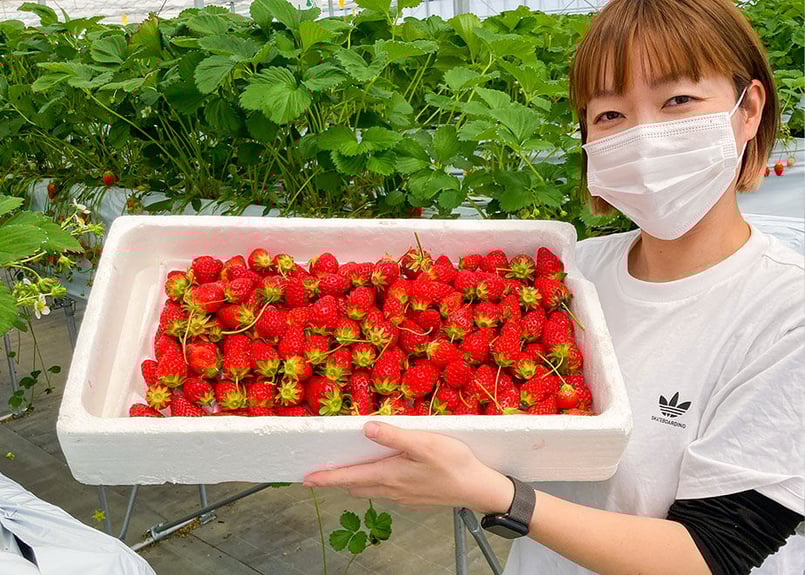 お得な冷凍いちご ジャム、スムージー、加工用 1kg | 2525ichigo お得な冷凍いちご ジャム、スムージー、加工用 1kg | 2525ichigo