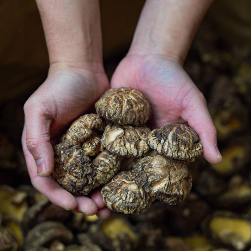 原木乾椎茸 一粒一粒選りすぐり（中粒選り 香信） | 安藤鰹節店