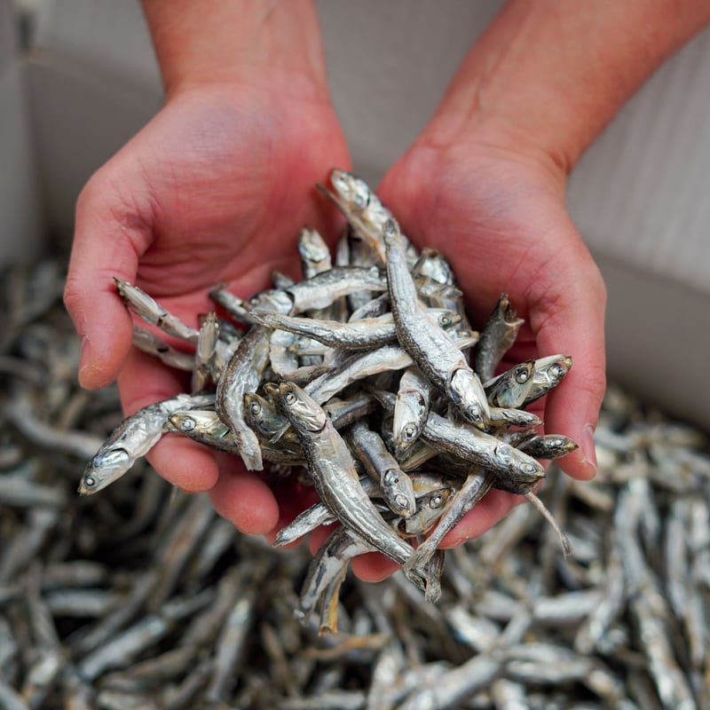 煮干し（かたくちいわし） | 安藤鰹節店