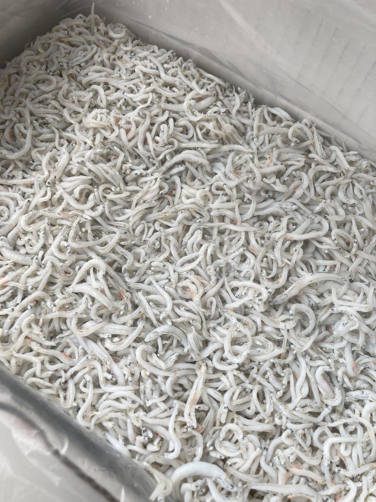 ちりめんじゃこ 100g | 安藤鰹節店