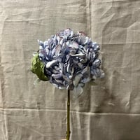 【ドライフラワー】アンティークアジサイ　レテーナ