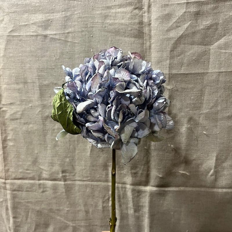 ドライフラワー】アンティークアジサイ レテーナ | Qreal