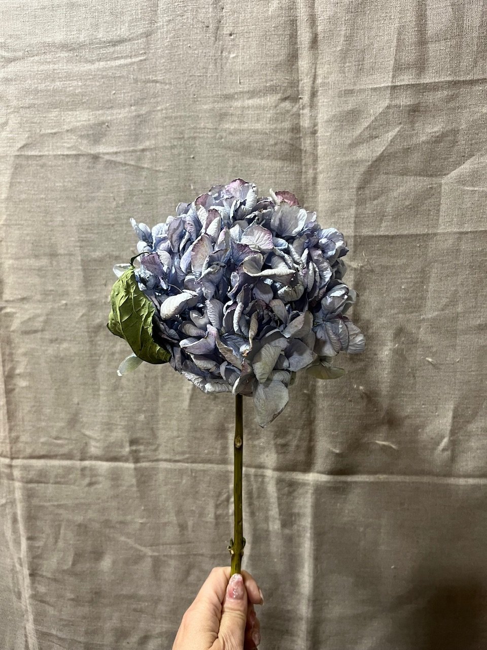 ドライフラワー】アンティークアジサイ レテーナ | Qreal