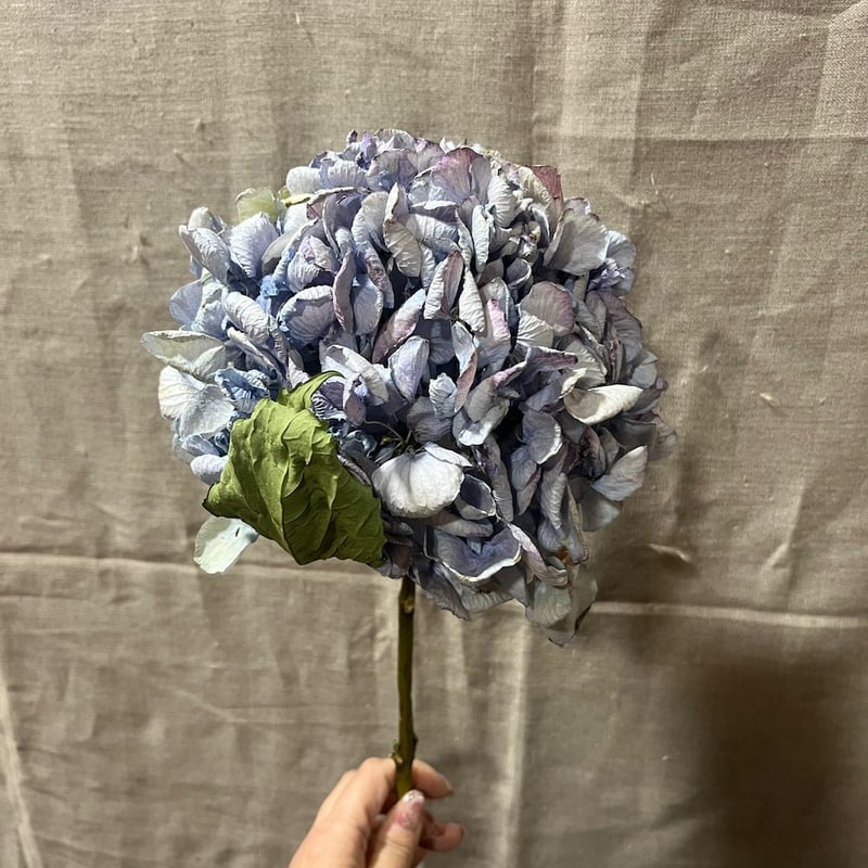 ドライフラワー★アンティークアートアレンジメント★紫陽花　クリスマスローズ ドライフラワー】アンティークアジサイ レテーナ | Qreal