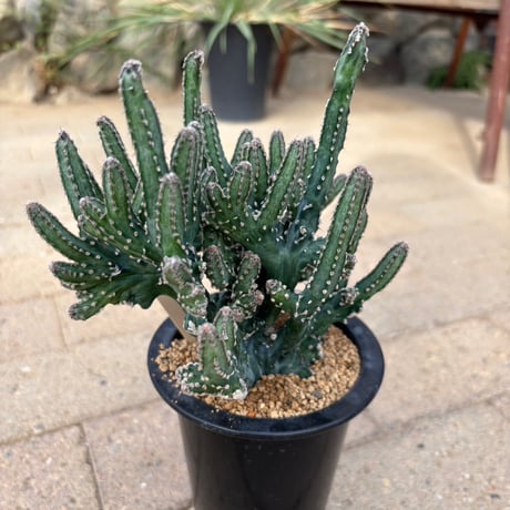 寄せ植え | STORES