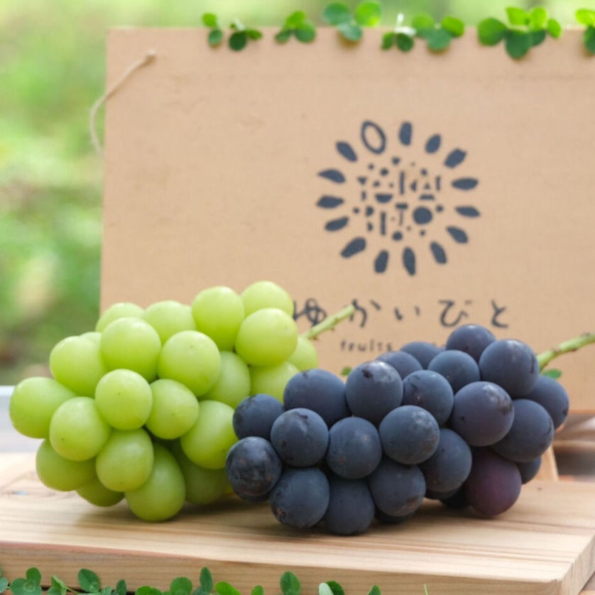 巨峰&シャインマスカット】セット | ゆかいびと オンラインストア