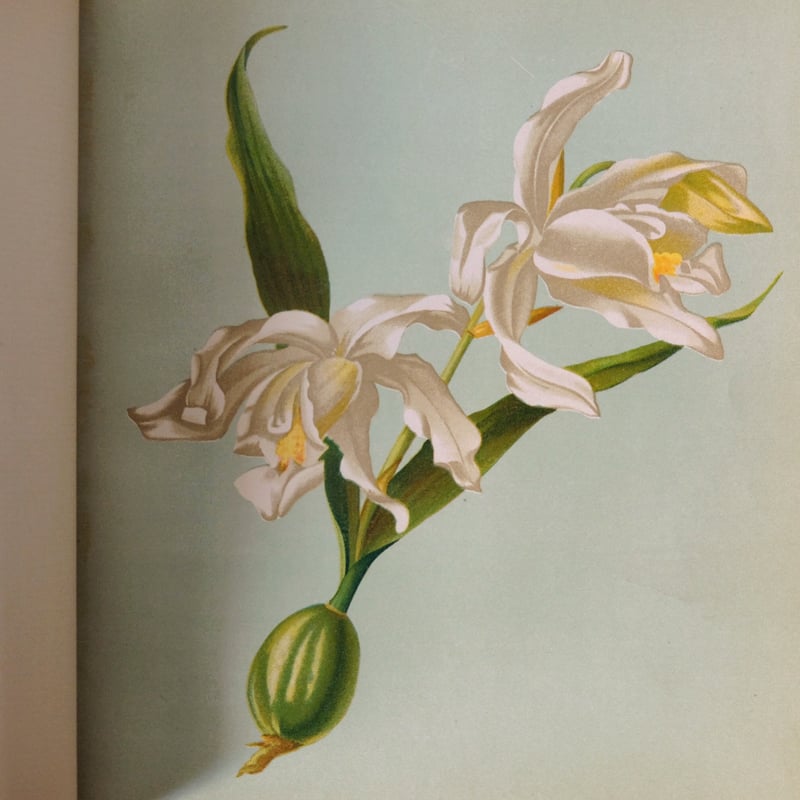 花 詩集 本 Flowers from here and there 1886年 アンティーク