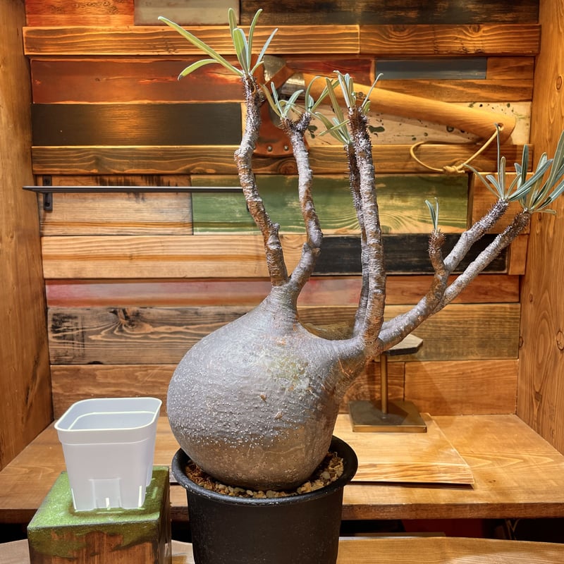 パキポディウム グラキリス L | morikoro plants