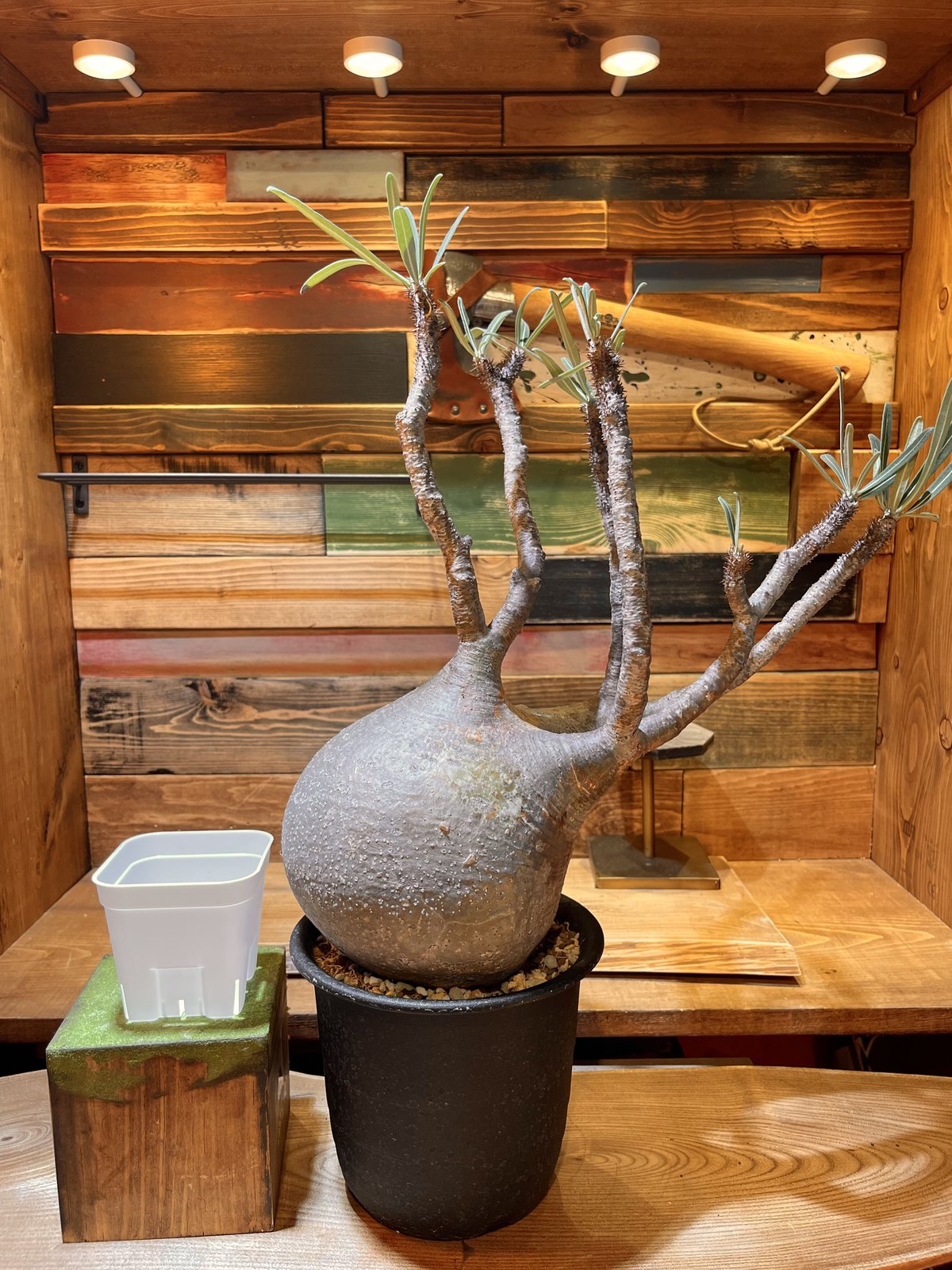 パキポディウム グラキリス L | morikoro plants