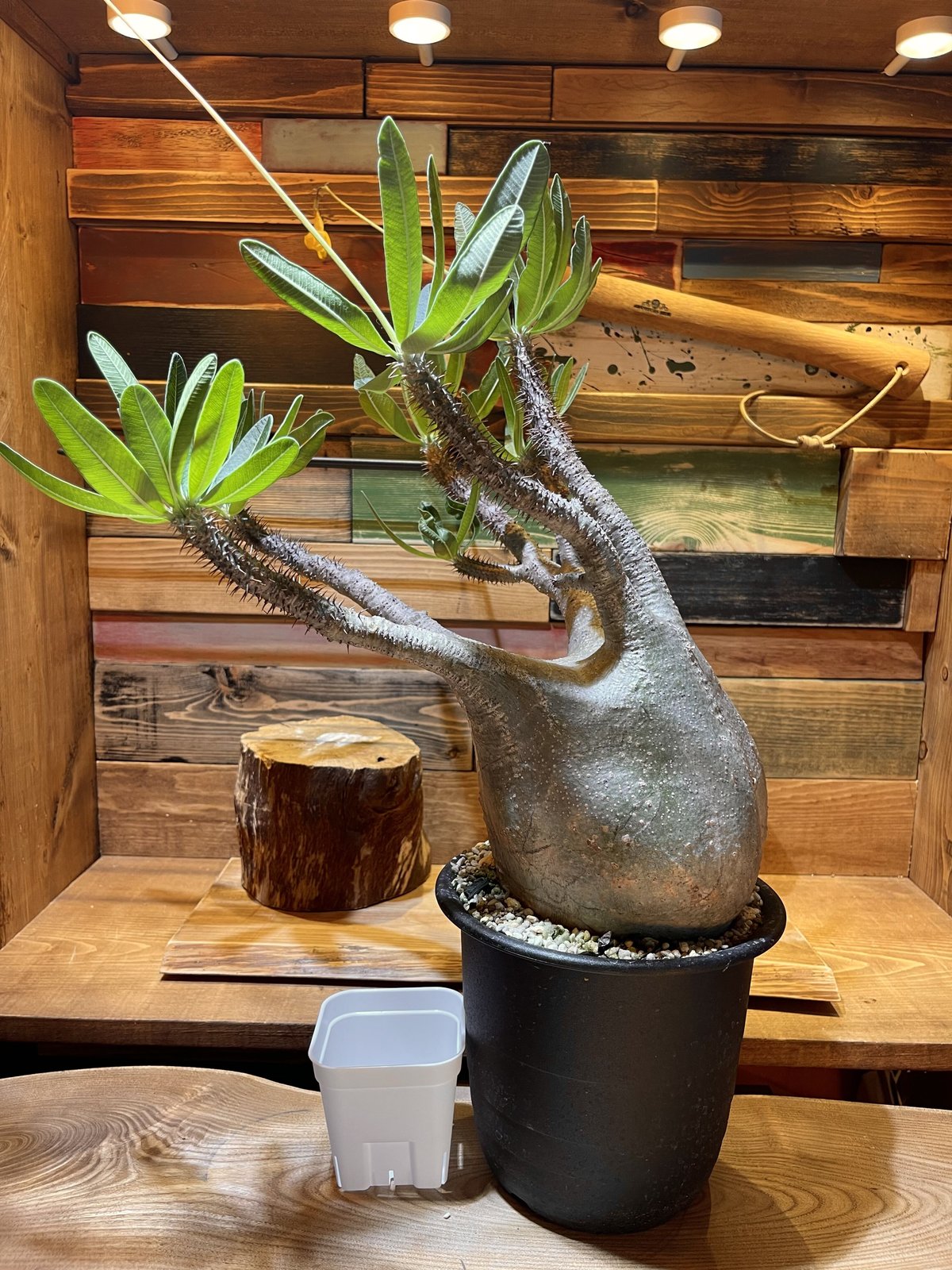 パキポディウム グラキリス L | morikoro plants