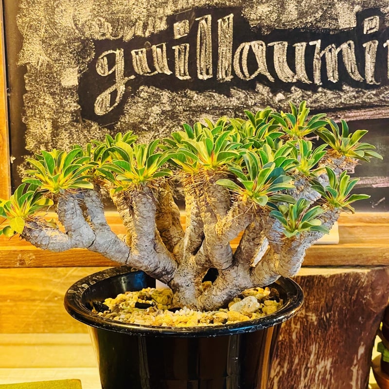 ユーフォルビア ギラウミニアナ | morikoro plants