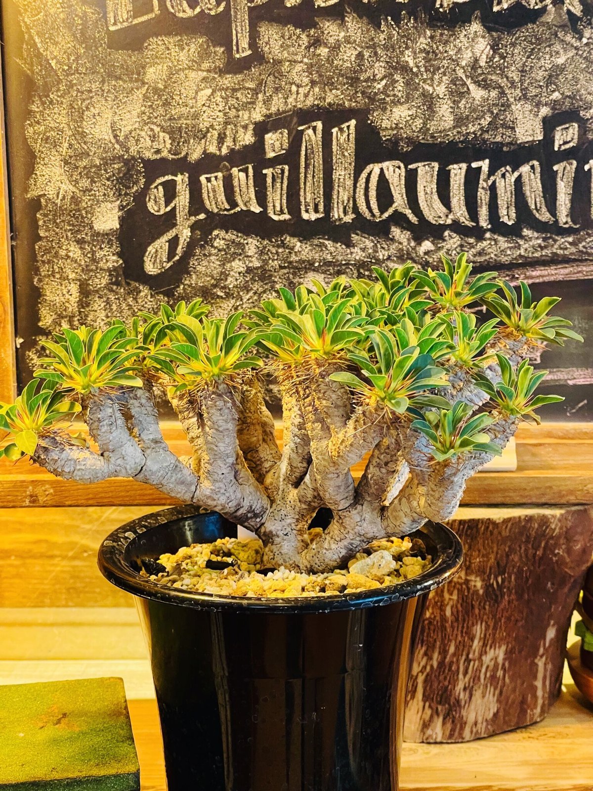 ユーフォルビア ギラウミニアナ | morikoro plants