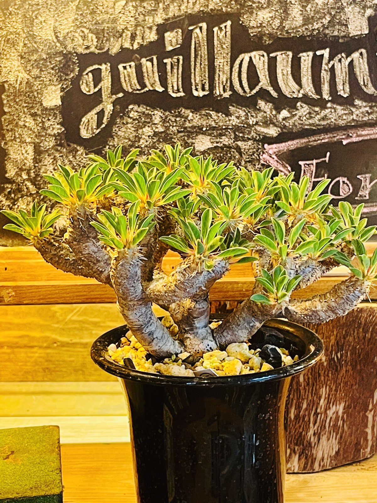 ユーフォルビア ギラウミニアナ | morikoro plants