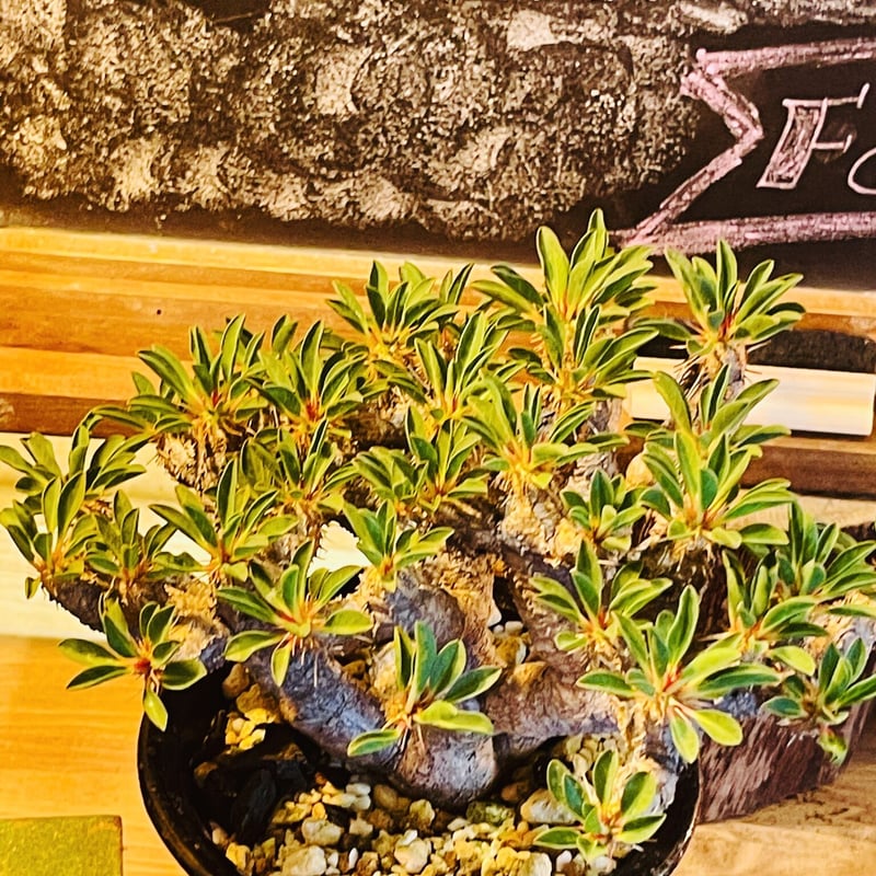 ユーフォルビア ギラウミニアナ | morikoro plants