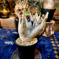 パキポディウム　マカイエンセ