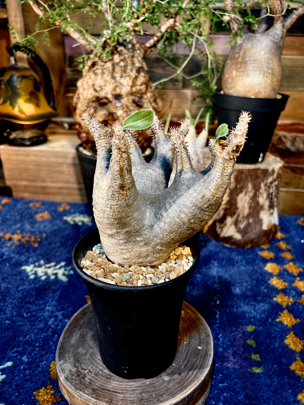 パキポディウム マカイエンセ | morikoro plants パキポディウム マカイエンセ | morikoro plants