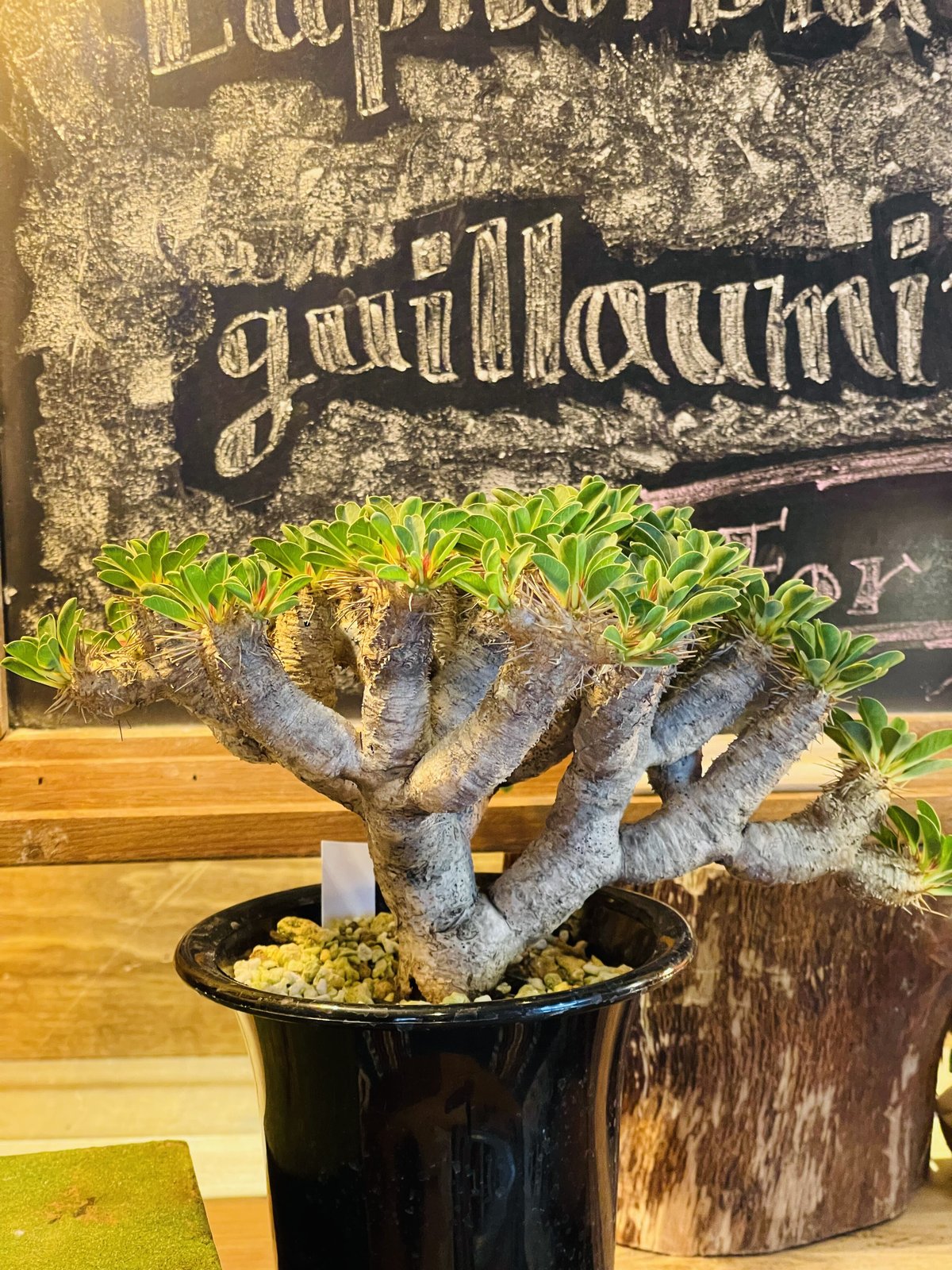 ユーフォルビア ギラウミニアナ | morikoro plants