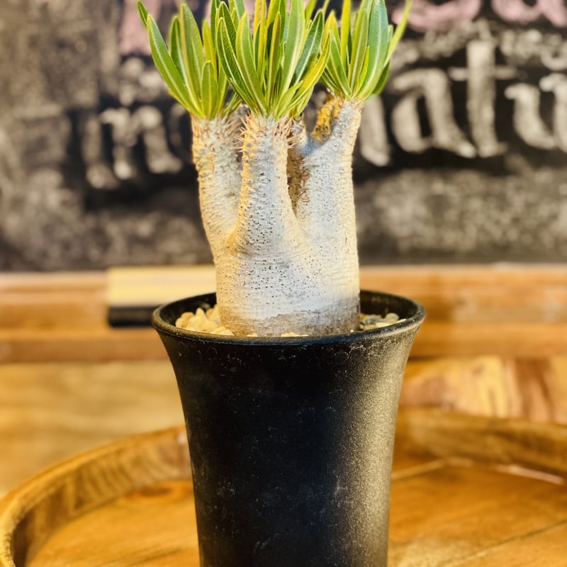 パキポディウム イノピナツム s | morikoro plants