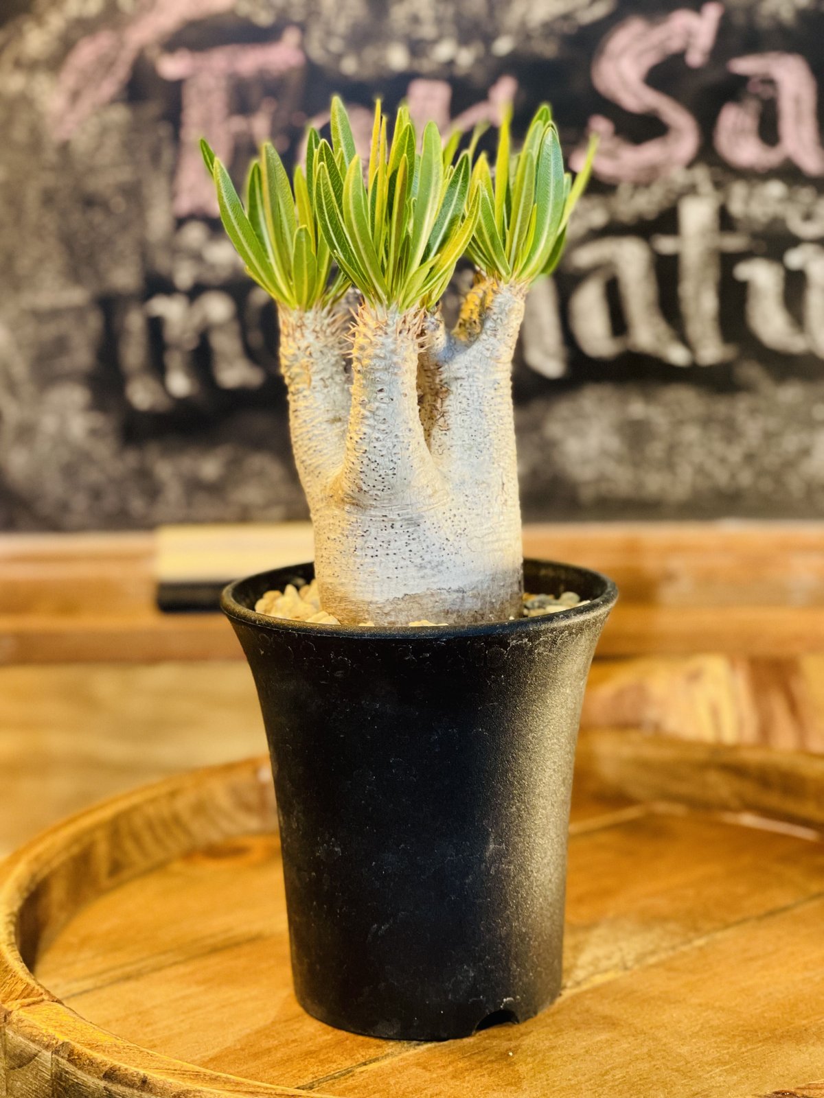 パキポディウム イノピナツム パキポディウム イノピナツム / トトロのような可愛らしい風貌に