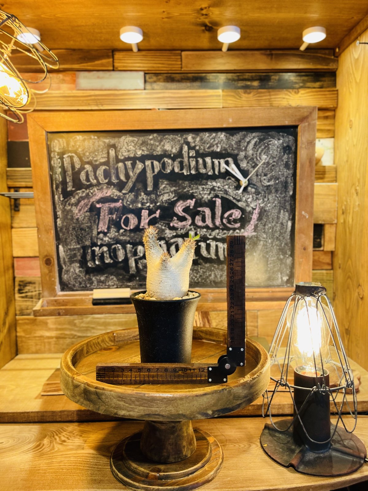 パキポディウム イノピナツム s | morikoro plants