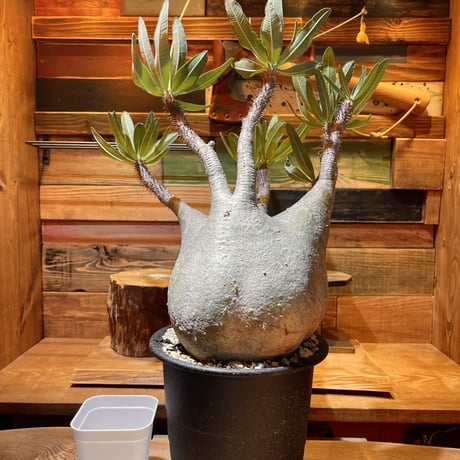 CATEGORY グラキリス L | morikoro plants