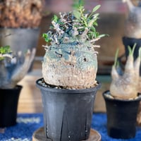 グラキリスベアルート⑥ | morikoro plants