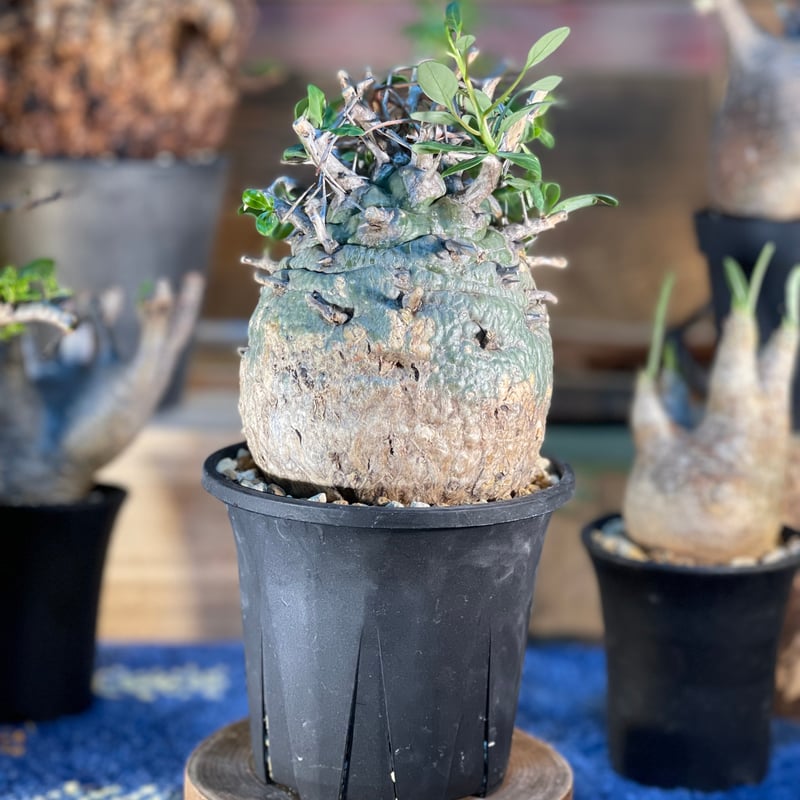 フォークイエリア コルムナリス(観峰玉) | morikoro plants フォークイエリア コルムナリス(観峰玉) | morikoro plants