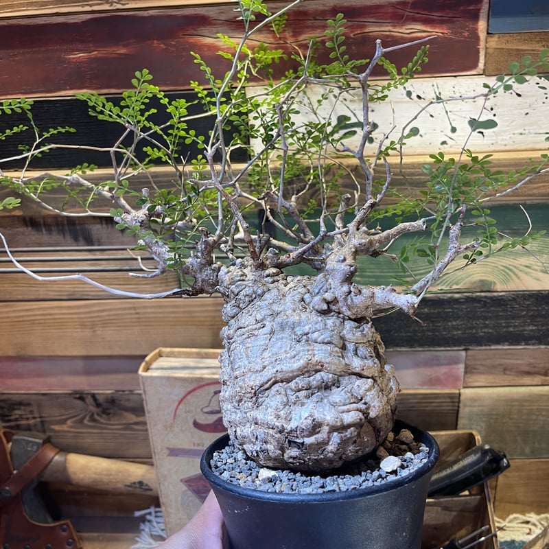 パキプス 発根済み | morikoro plants