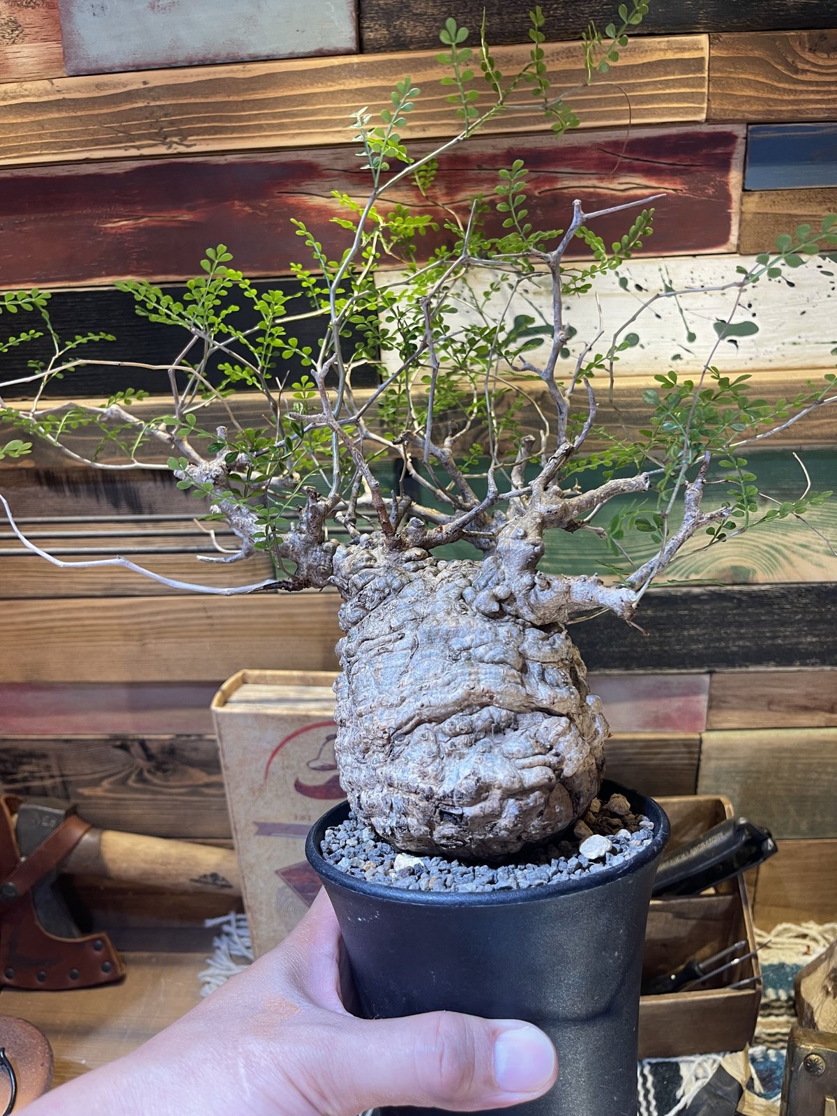 パキプス 発根済み | morikoro plants パキプス 発根済み | morikoro plants