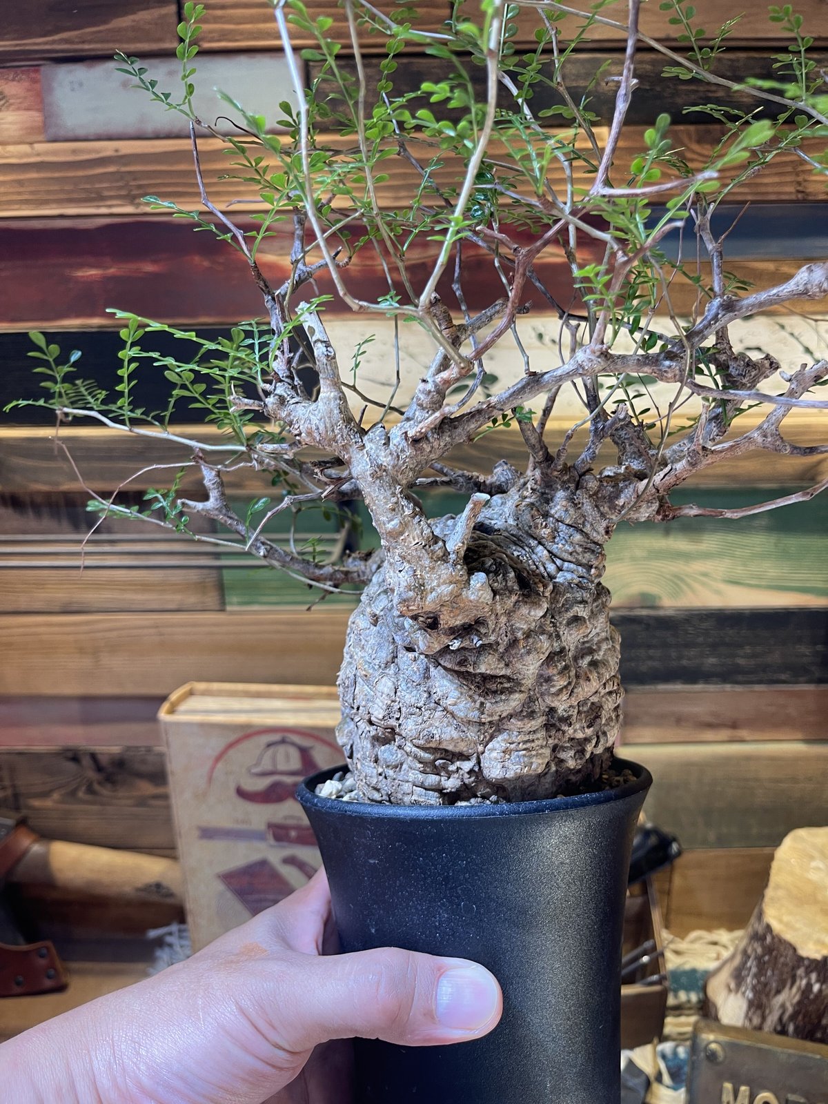 パキプス 発根済み | morikoro plants