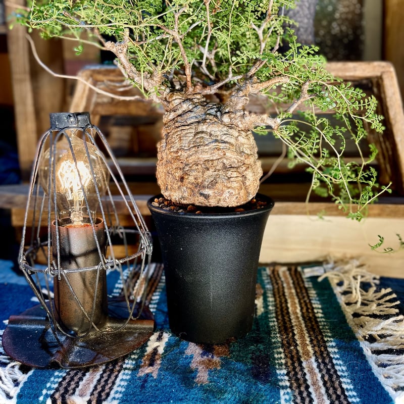 パキプス 発根済み | morikoro plants