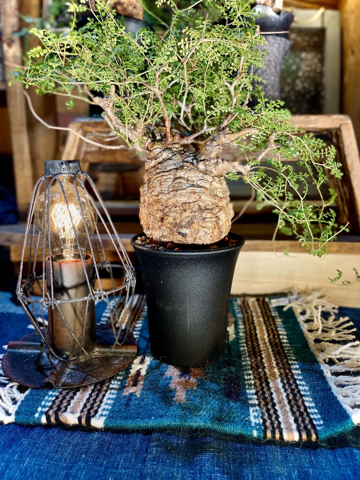 パキプス 発根済み | morikoro plants