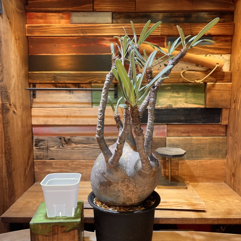 パキポディウム グラキリス L | morikoro plants