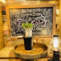 パキポディウム イノピナツム s | morikoro plants