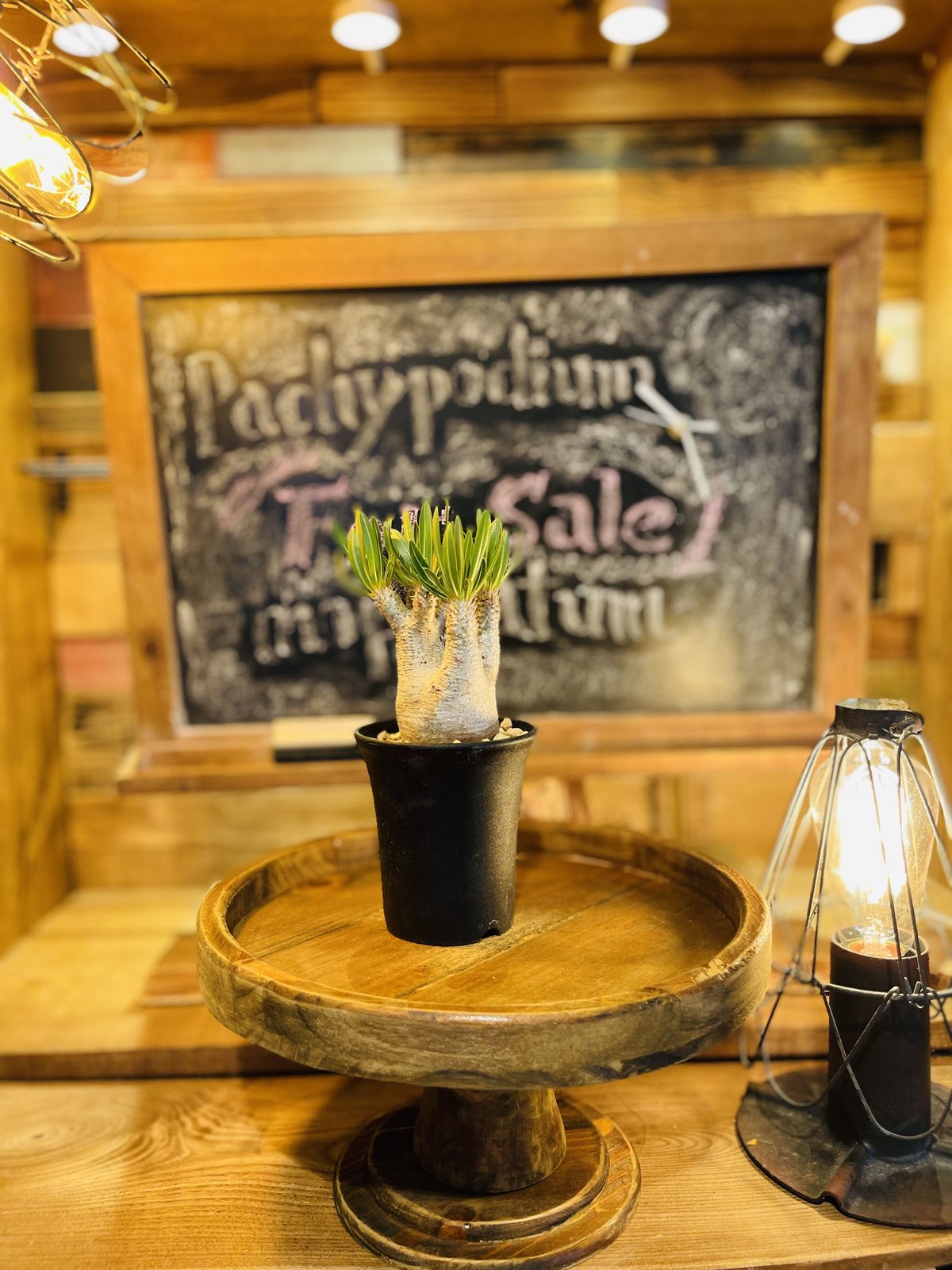 パキポディウム イノピナツム s | morikoro plants