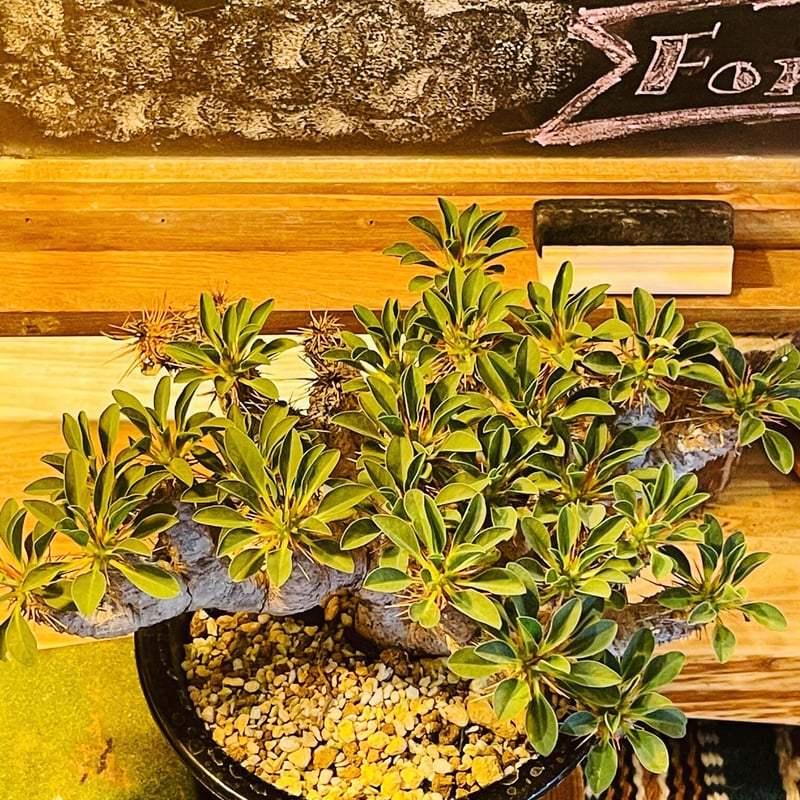 ユーフォルビア　ギラウミニアナ ユーフォルビア・ギラウミニアナ / 盆栽、多肉植物、塊根植物